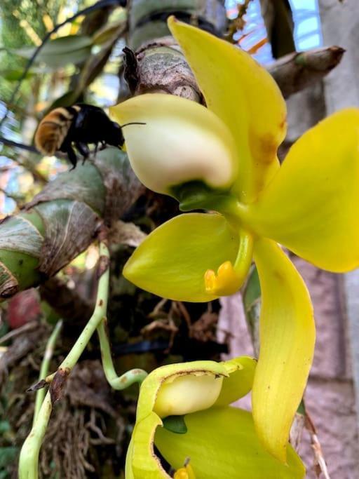 Tropical Bee Garden Holiday Houses Savegre Eksteriør billede